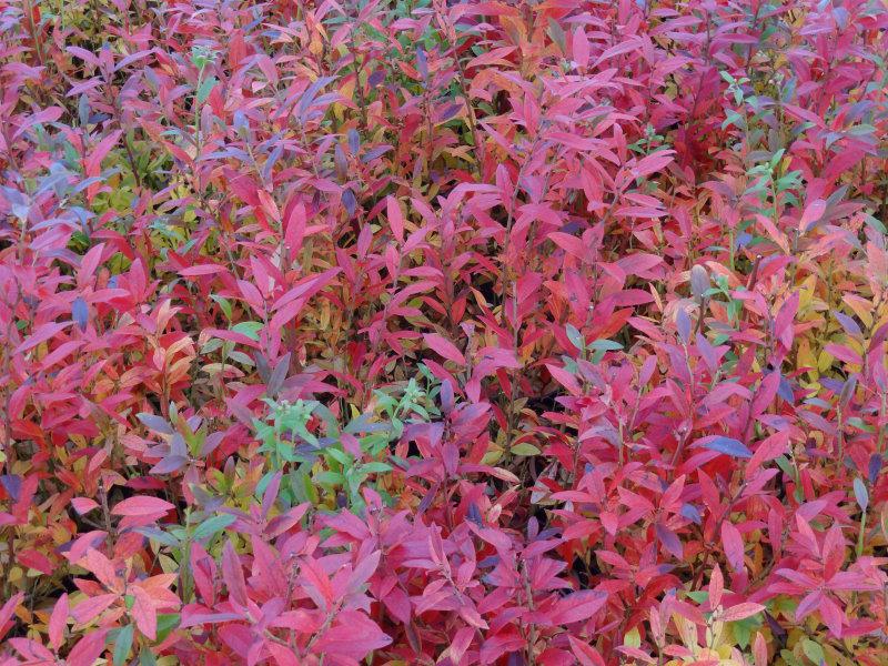 Buntes Herbstlaub bei der Kulturheidelbeere Emil