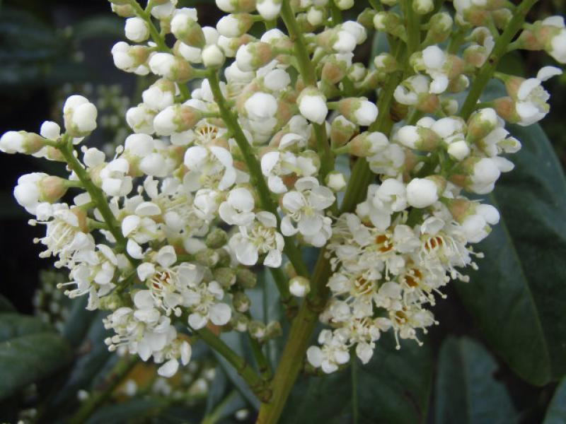 Kirschlorbeer Macrophylla - weiße Blüten