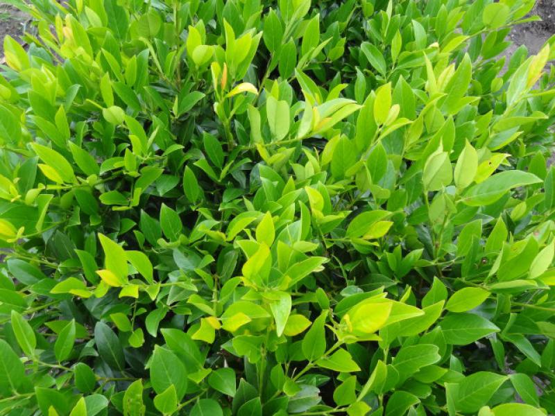 Prunus laurocerasus Mano - leuchtend grüne Blätter
