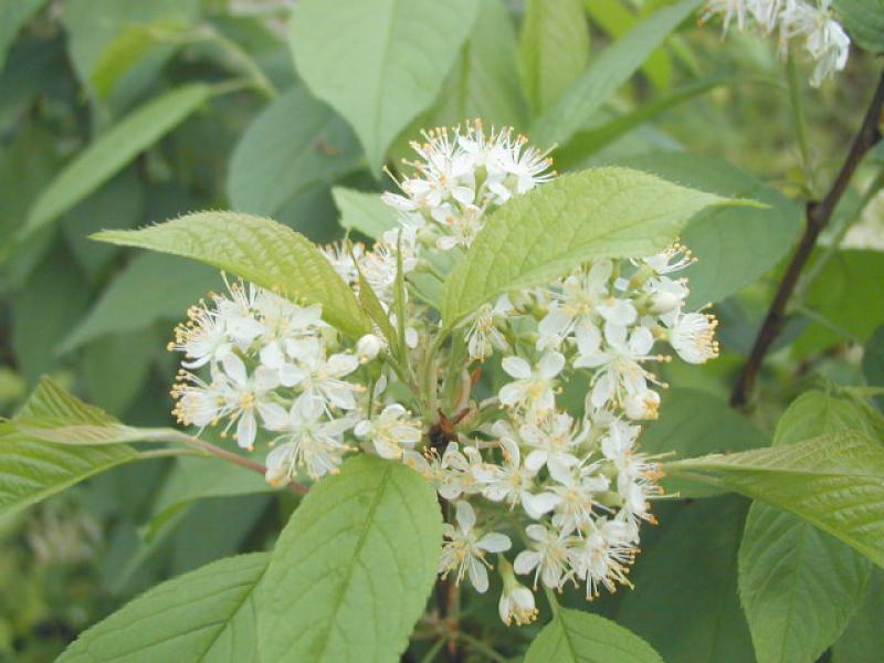 Weiße Blüten der Amurkirsche