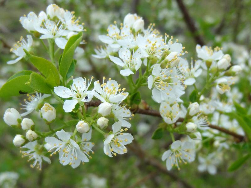 Blüte der Steinweichsel