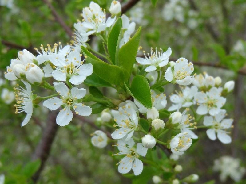 Weiße Blüten der Steinweichsel