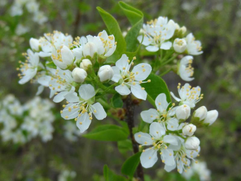 Hübsche Blüten von Prunus mahaleb