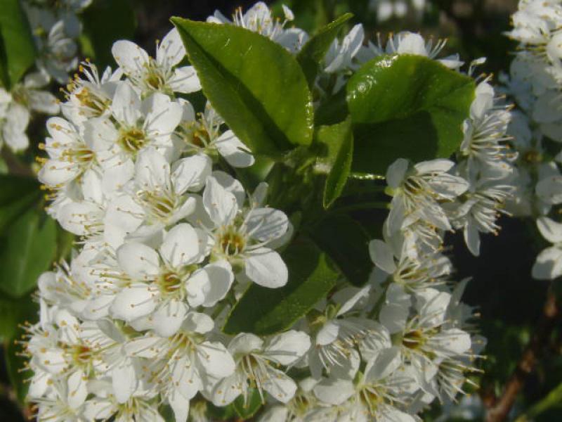 Nahaufnahme der Blüte von Prunus mahaleb
