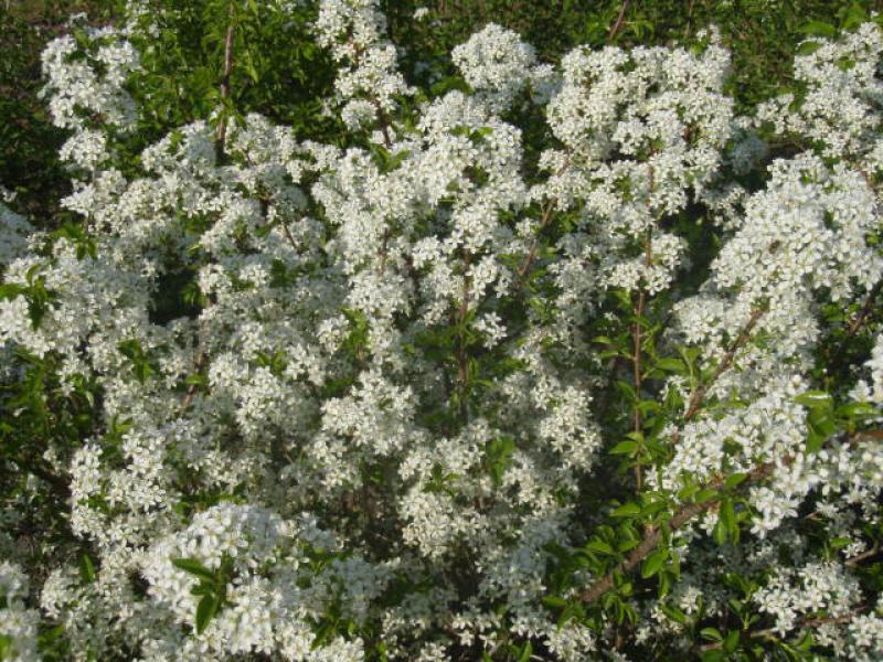 Blüten von Prunus mahaleb