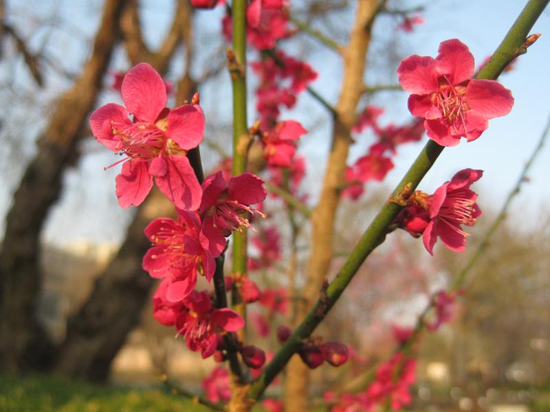 Rosablühender Frühblüher - Japanische Zieraprikose Beni Shi Don