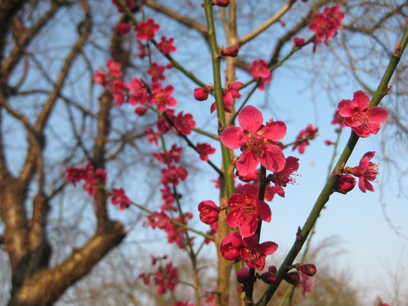 Schon von Weitem sichtbare, leuchtende Blüten der rosablühenden Zieraprikose Beni Shi Don