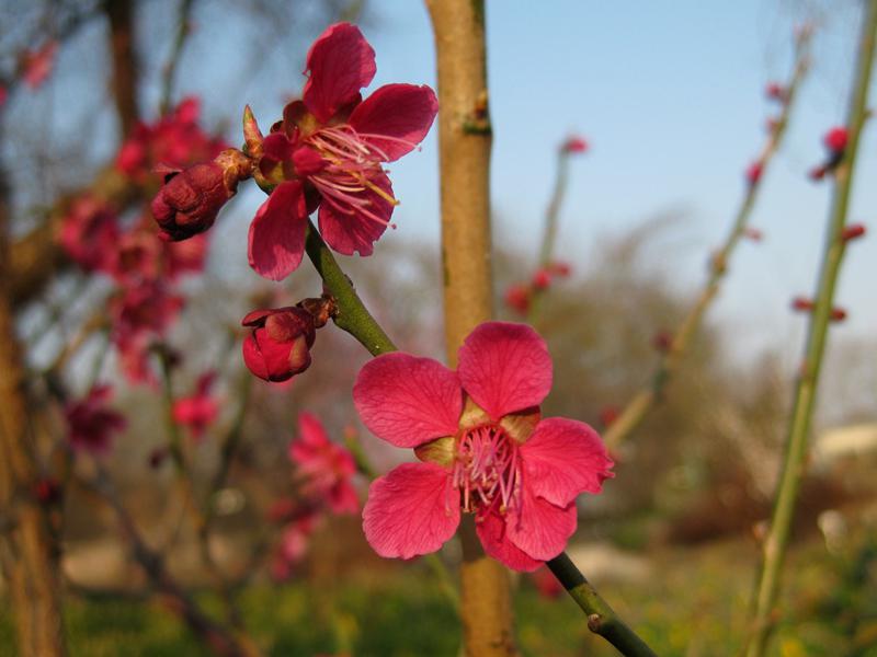Hübsche pinke Blüten - Japanische Zieraprikos Beni Shi Dori