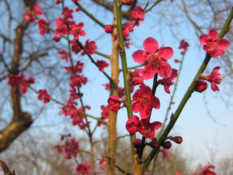 Die Japanische Zieraprikose Beni Shi Don hat eine auffallende rosa Blüte.