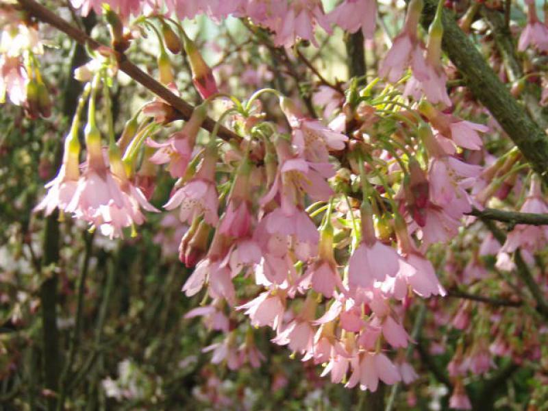 Zierkirsche Okame - dunkelrosa Blüten