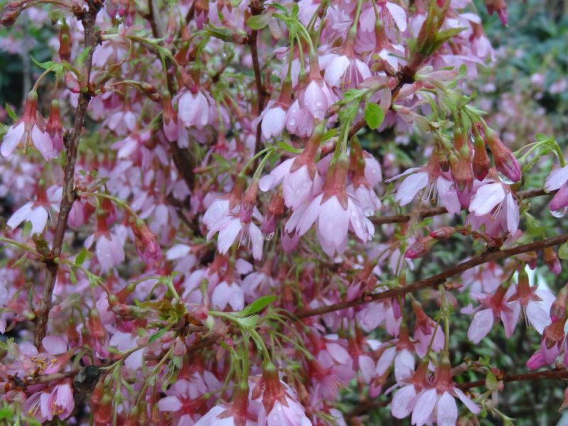 Die rosa Blüte der Prunus Okame