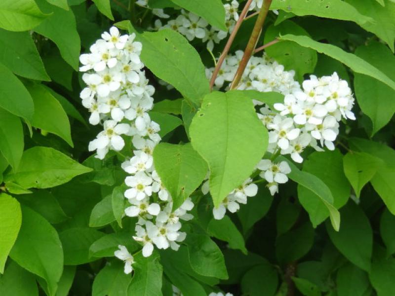 europäische Traubenkirsche Blüte