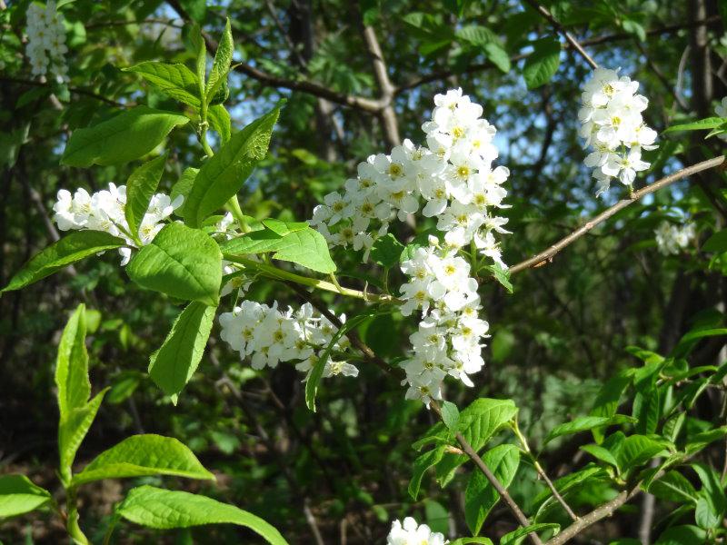 Blüte von Prunus padus