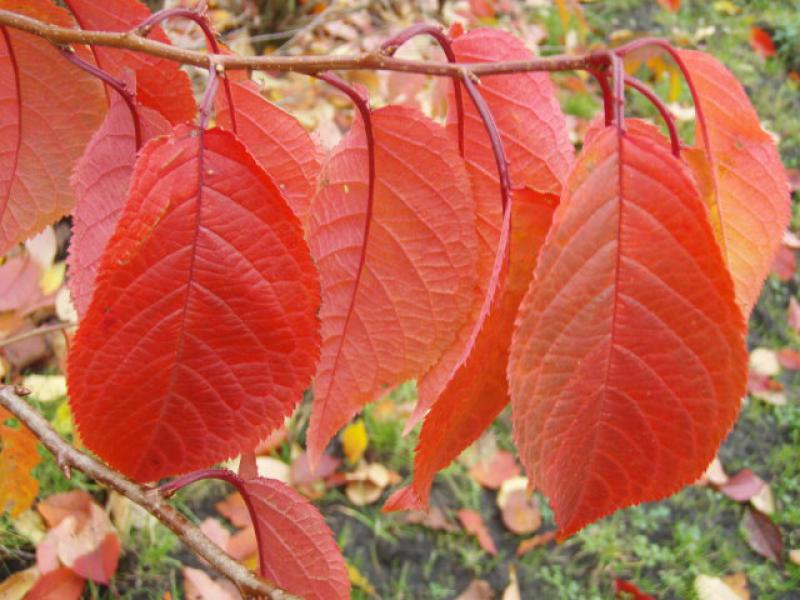 Bergkirsche - die Blätter färben sich im Herbst orangerot.