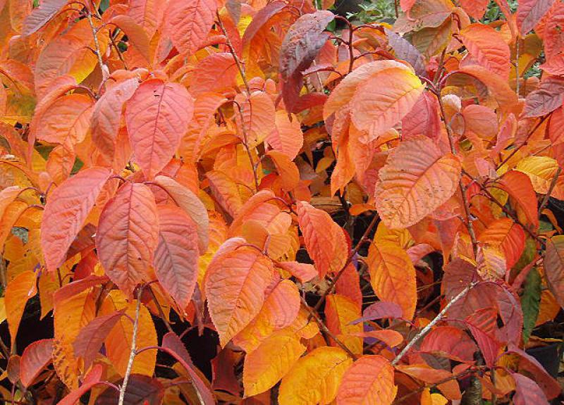 Fantastische Herbstfärbung bei Prunus sargentii