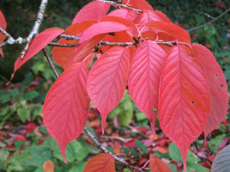 Leuchtende Farben im Herbst - Prunus sargentii