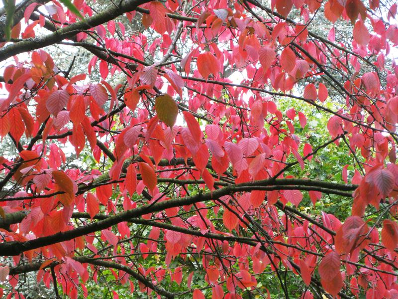 Die Bergkirsche - ein herbstlicher Farbklecks im Garten