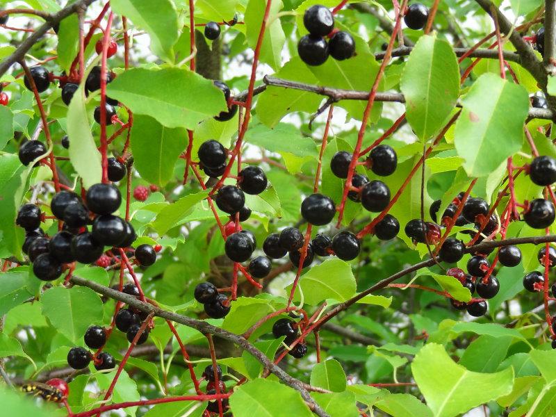 Der Fruchtschmuck der Amerikanischen Traubenkirsche (Prunus serotina)