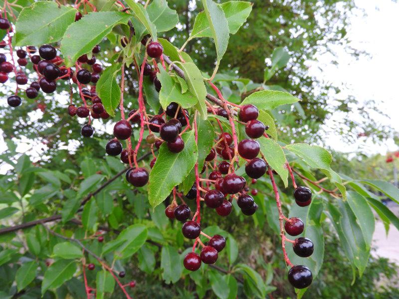 Prunus serotina trägt viele kleine, fast schwarze Kirschen