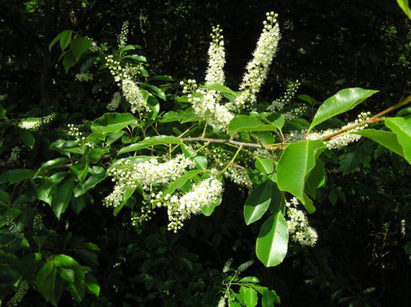 Weiße Blüten von Prunus serotina
