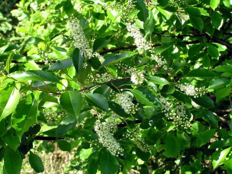 Die weiße Blüte der Amerikanischen Traubenkirsche