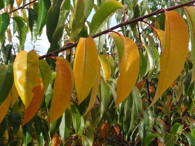 Prunus serotina im gelben Herbstkleid