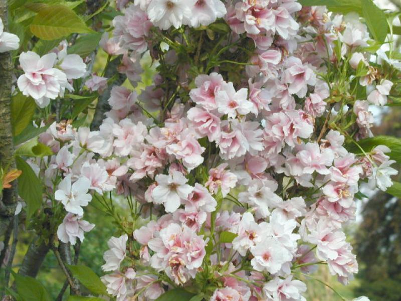 Säulen-Nelkenkirsche - reiche rosa Blüte
