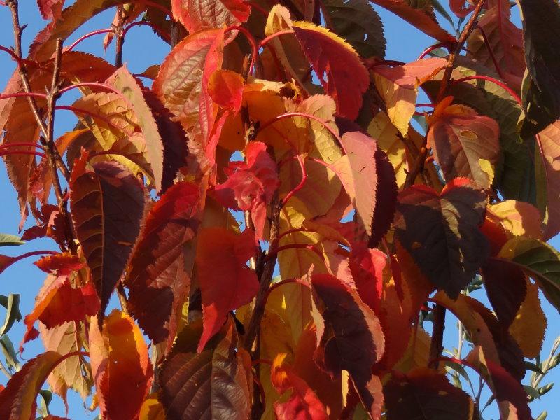 Rote Herbstfärbung der Säulenkirsche
