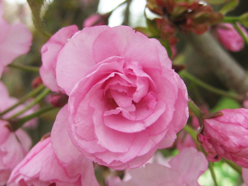 Hübsche gefüllte Blüte der Japanischen Nelkenkirsche