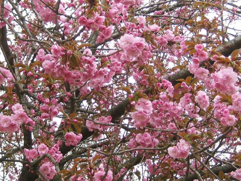 Japanische Nelkenkirsche: Reiche Blüte im Mai