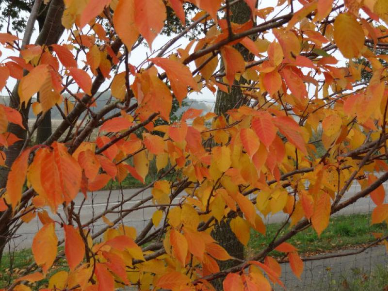 Das Laub von Prunus serrulta Kanzan färbt sich im Oktober orange.