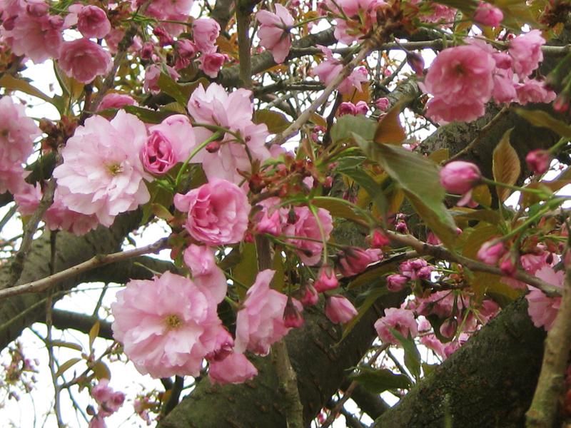Rosablühende Japanische Blütenkirsche