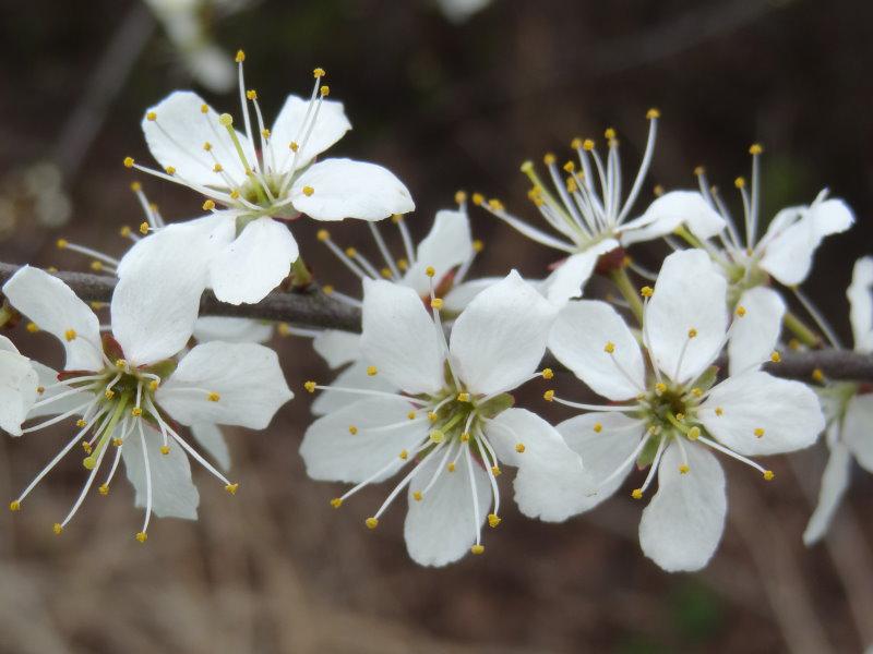 Prunus spinosa