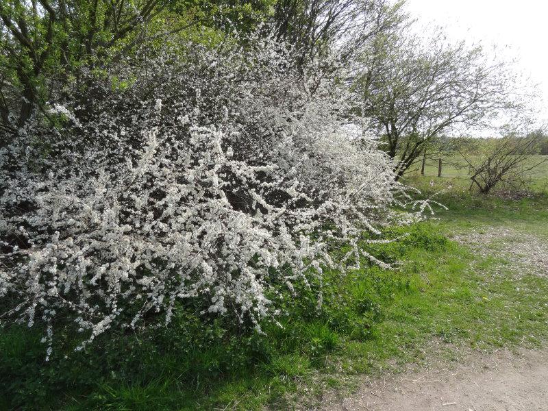 Prunus spinosa