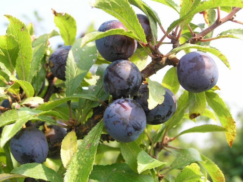 Dunkelblaue Früchte des Schlehdorns