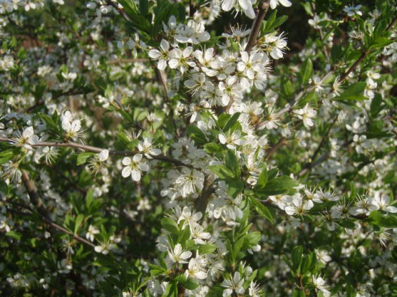Die weiße Blüte des Schlehdorns im April