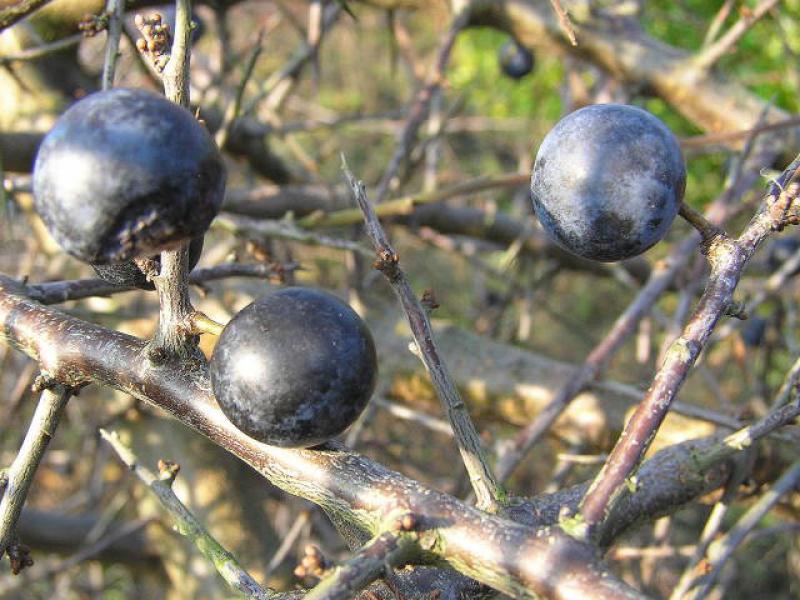 Prunus spinosa