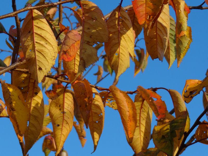 Gelbe Herbstfärbung bei der Frühen Zierkirsche Accolade