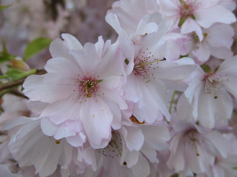 Rosa Blüten der Frühlingskirsche Accolade