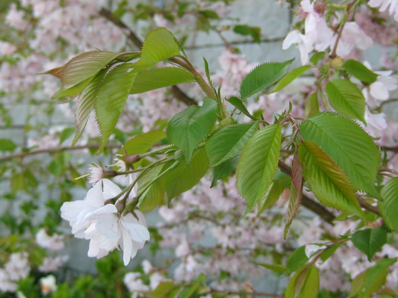 Die Frühlingskirsche im Austrieb