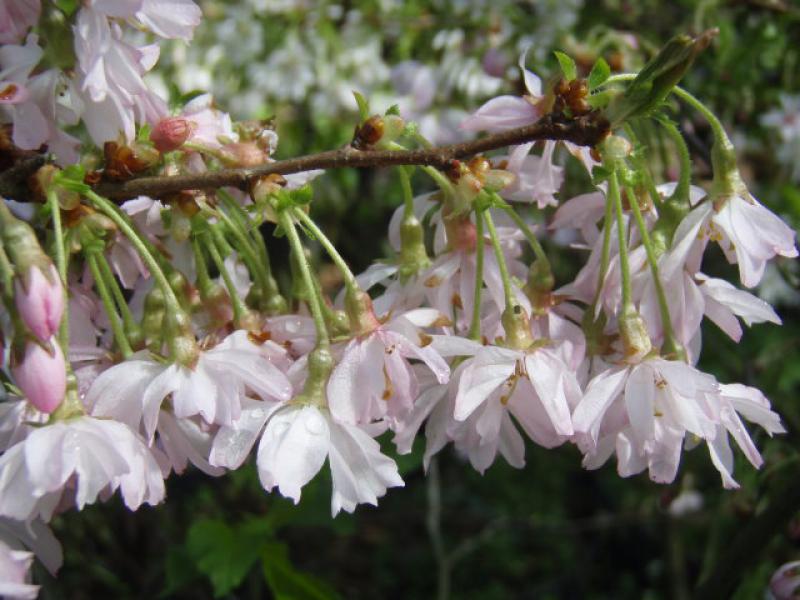 Blüte Prunus subhirtella Autumnalis Rosea