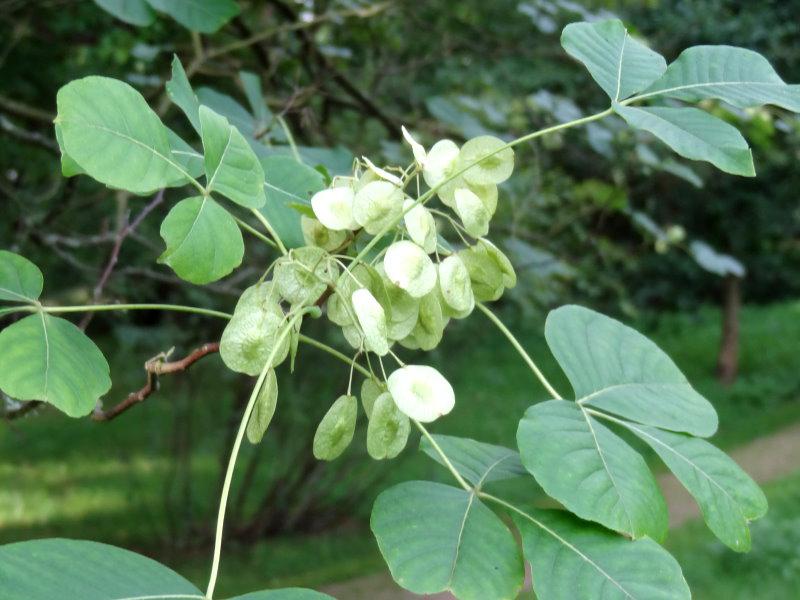 Die Früchte des Ptelea trifoliata sind als flache Nuß in den Fruchtblättern eingewachsen
