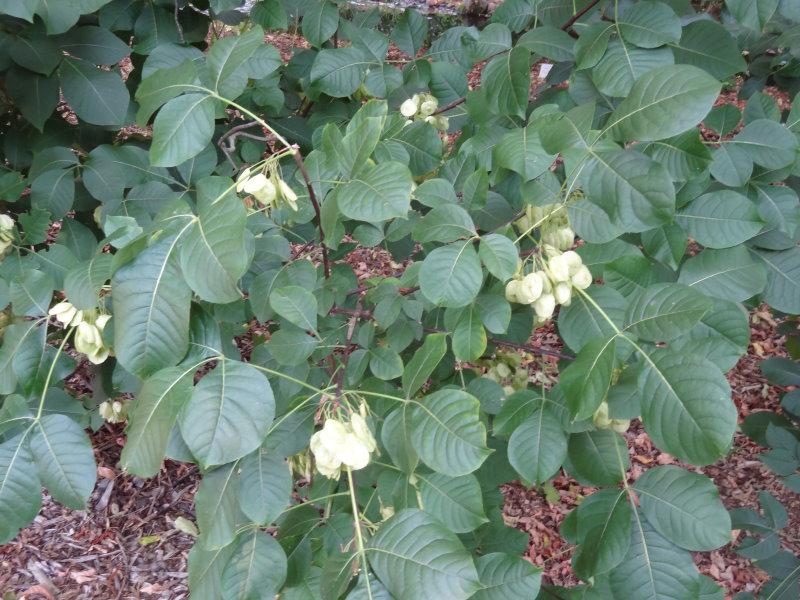 Blätter und Früchte des Hopfenstrauchs (Ptelea trifoliata)