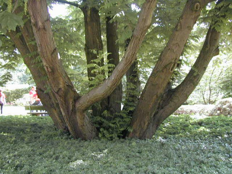 Kaukasische Flügelnuss Pterocarya fraxinifolia Pflanze 15-20cm Nussbaum Rarität 