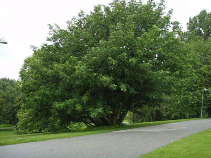 Kaukasische Flügelnuss - hübscher, mehrstämmiger Baum