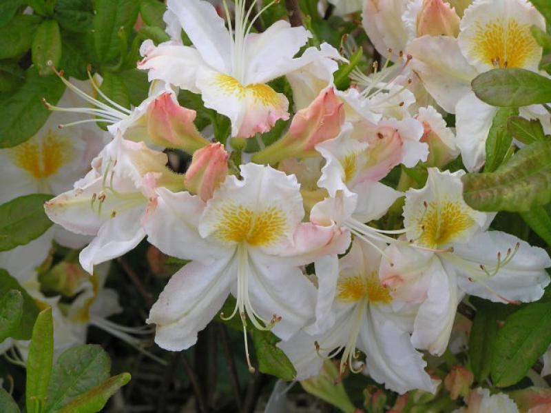 Großblumige Azalee weiß blühend, Azaleen verkaufen wir nur nach Farbe, daher ist das Foto nur beispielhaft