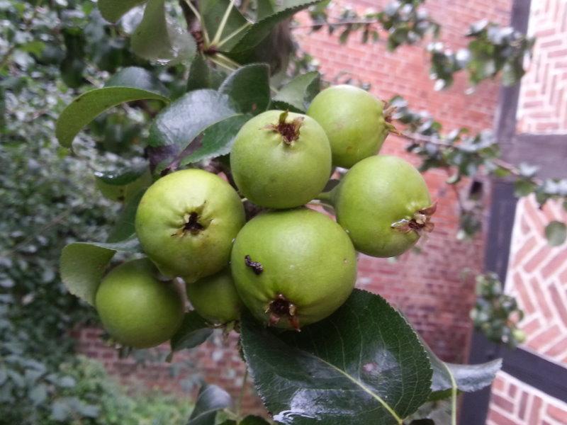 Birne Uta  Pyrus communis frisch aus der Baumschule kaufen