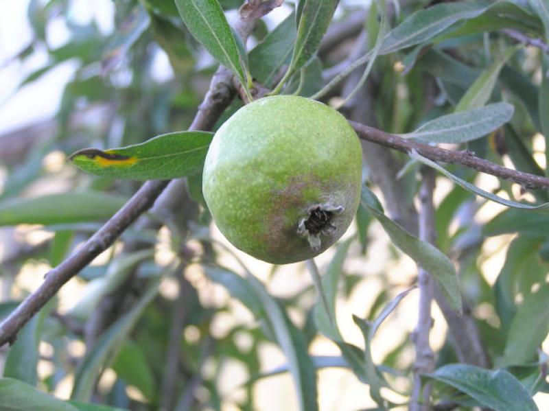 Frucht der Weidenblättrigen Birne