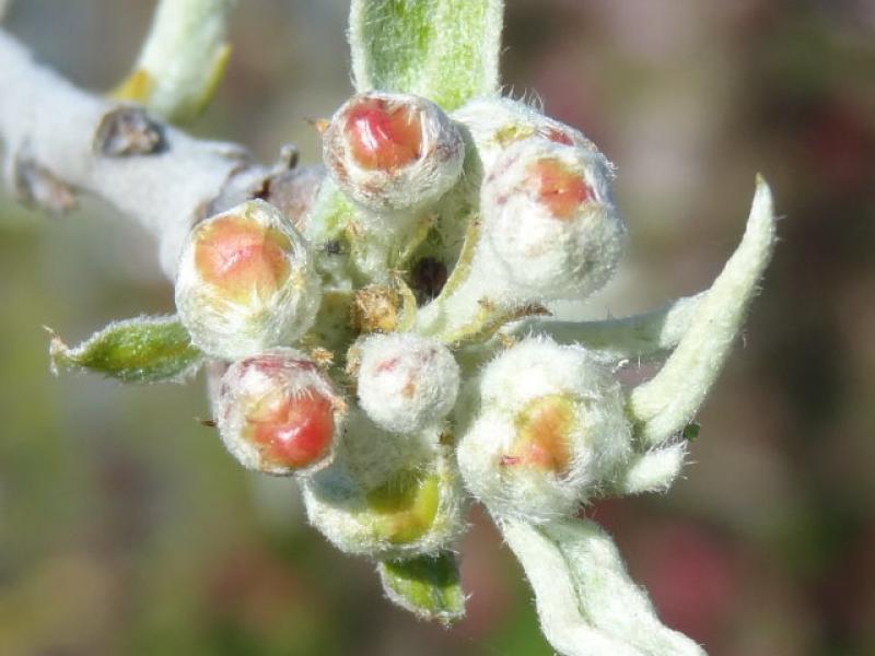 Blütenknospen der Pyrus salicifolia Pendula