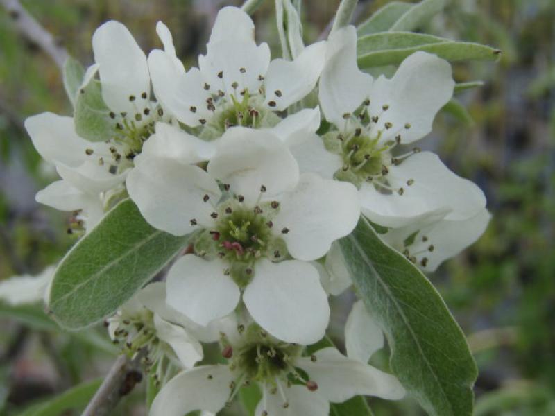 Weiße Blüte der Pyrus salicifolia Pendula